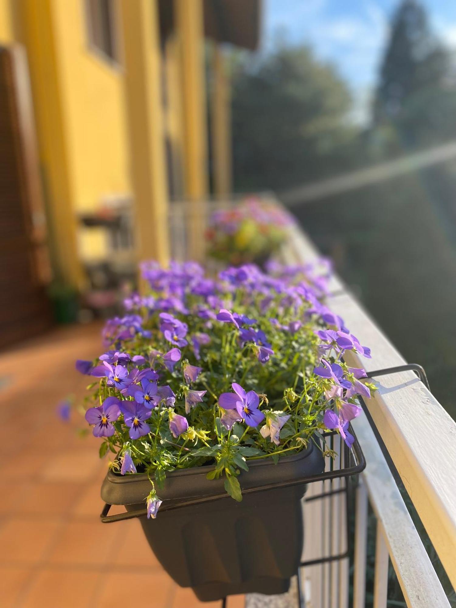 Appartamento Anna Lungo Fiume - Lago Maggiore Sesto Calende Exterior photo